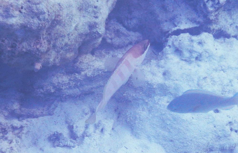 Zanzibar - Pesce:  cfr. Epinephelus fasciatus